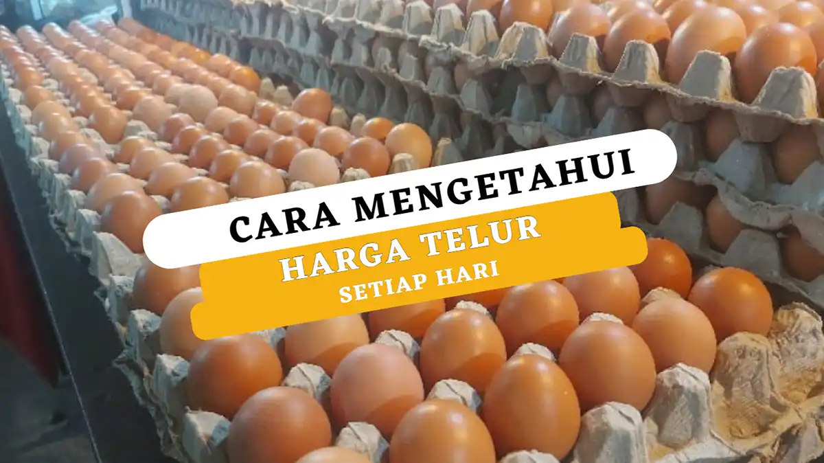 Cara Mengetahui Harga Telur Setiap Hari